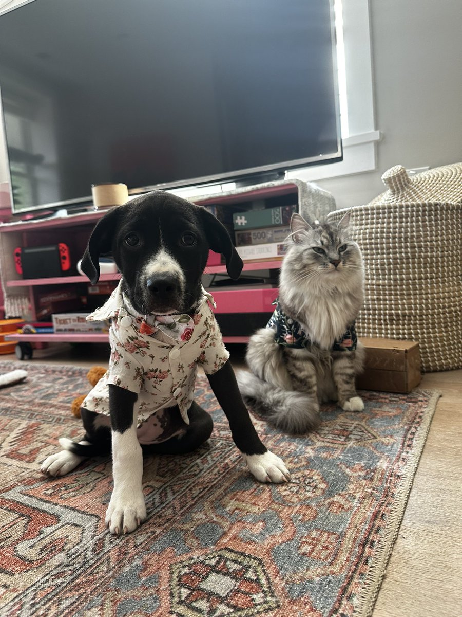 Fostering this little cutie has been the most rewarding thing. Looking for a DC-area forever home worthy of the most perfect princess of a pup. Adopt “Toni” Batona today: wagtopia.com/pages/petsearc…