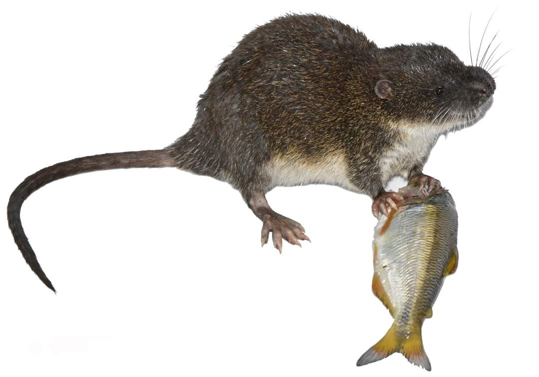 46 especies de mamíferos pequeños no voladores habitan en la provincia de El Oro. El trabajo representa uno de los conjuntos de datos más completos sobre mamíferos no voladores recolectados del suroeste de Ecuador. 

👇🏻zoologicalbulletin.de/BzB_Volumes/Bz…