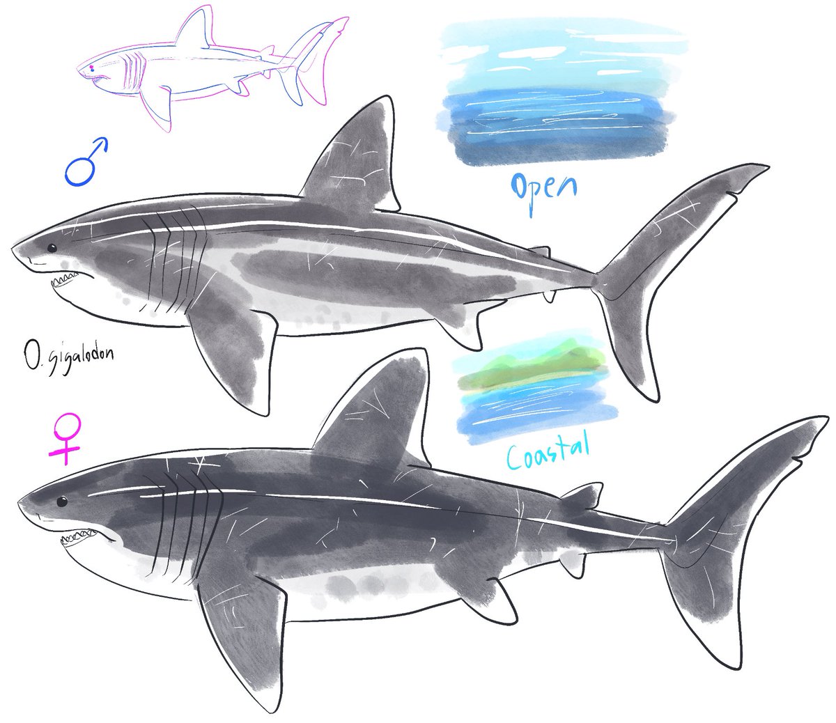 DumbSkailGuy on Twitter: "RT @j_stocky: HE great black shark gender