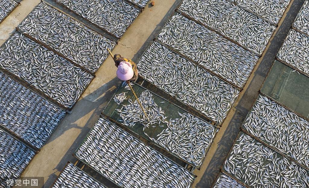 Harvest scene in Longji town, Jiangsu, where locals are busy drying this year's fresh batch. 

More than 300 tons of dried fish are sold annually from this lake-side town.