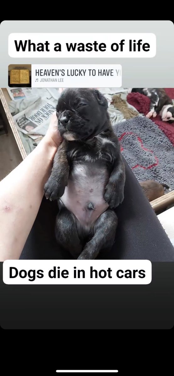 This pup went to his new owners. The man forgot he had a dog a left him in the car. He died. This is unforgivable. Can’t be prosecuted as it was on his own f**king drive!! How difficult is it for people to understand “don’t leave your dog in the car” #dogsdieinhotcars #heatkills