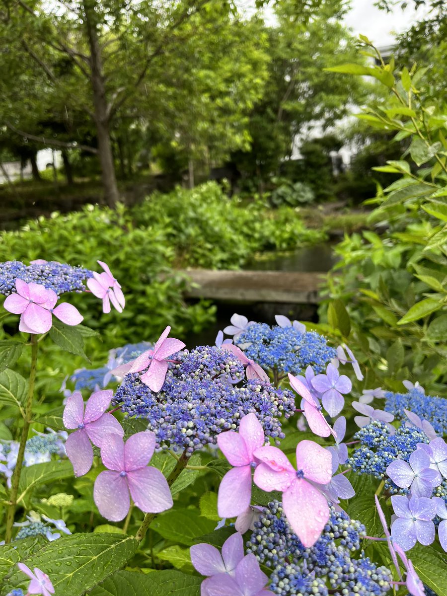 湧水の辺りではホタルの季節の次は紫陽花が見頃です。
コーヒーと共に良い週末をお過ごしください。
