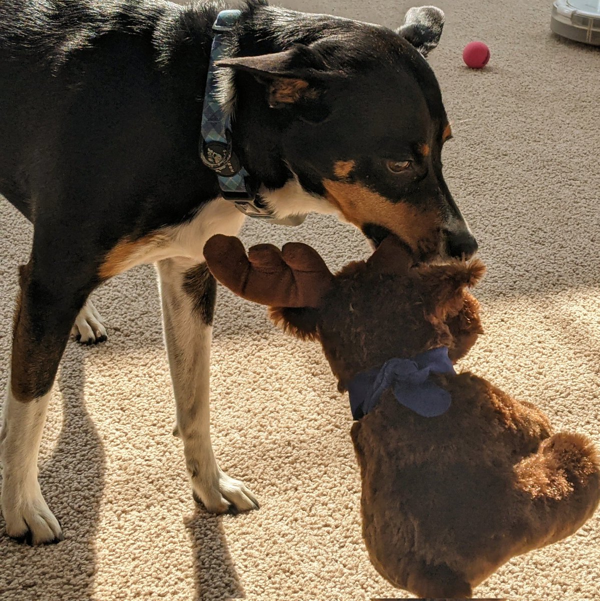 mikenbeck2001's tweet photo. The morning after I came home from @salesforce connections, Dobby slowly snuck the @litmusapp moose from my bag. He has carried it everywhere with him today. I think he's off to send emails. #cnx23 https://t.co/659JKrMTDs