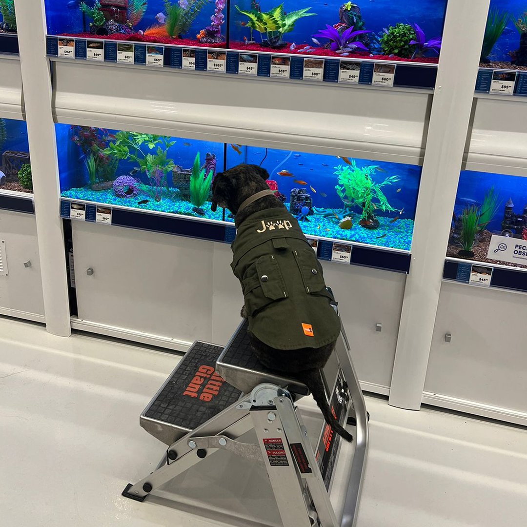 on Twitter "¡Amamos a Andor! 😍 Es un perrito que ama ver a los peces y que fue