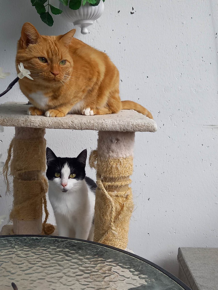 Hi and Hello friends from the CatGang🖤🤍🧡 Is there anything wrong with Twitter again? We are getting 
  such lowing  views we don`t think it`s fun to post anymore. Maybe our friends are not interested in our adventures in our catio ( lol ) We really wish your friendship.  💖🙏