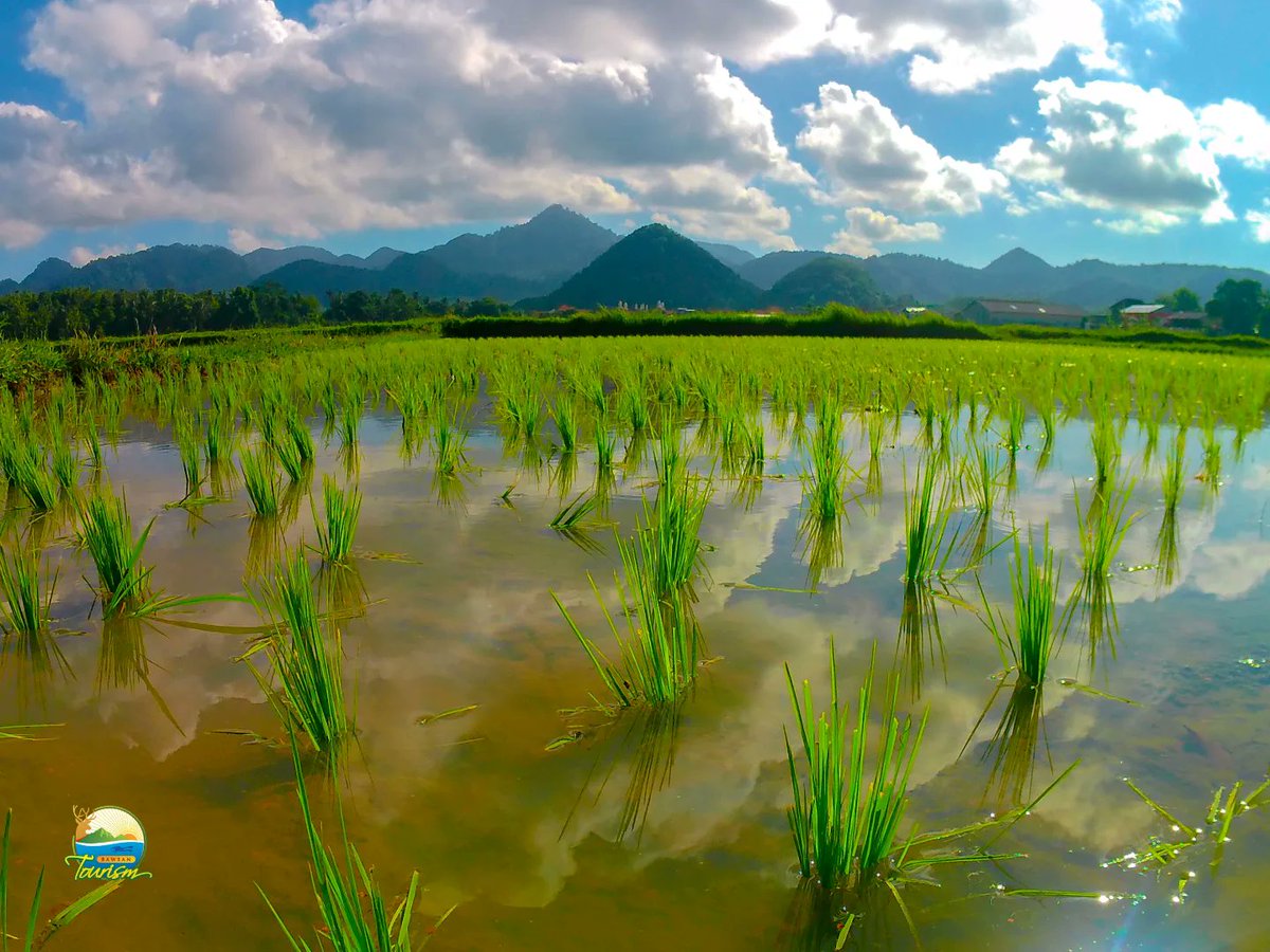 Semoga padi ini tumbuh subur dan petani bisa panen raya. Sudah saatnya kita mandiri pangan.

Jika kalian ke Bawean, bukan hanya view laut yang akan kalian nikmati. Landscapes hamparan sawah dan perbukitan Bawean akan menghipnotis kalian, juga keramahan warganya.
