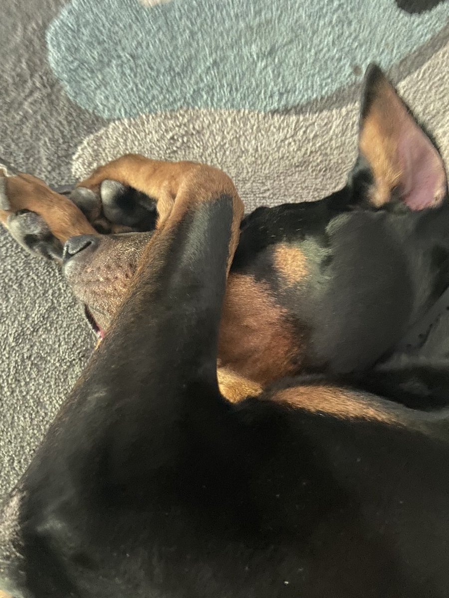 OranjePine 🇳🇱 tweet media