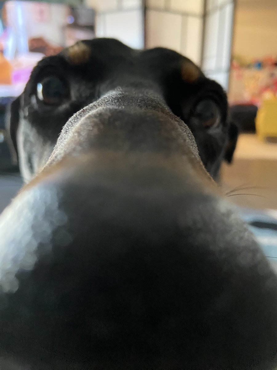 OranjePine 🇳🇱 tweet media