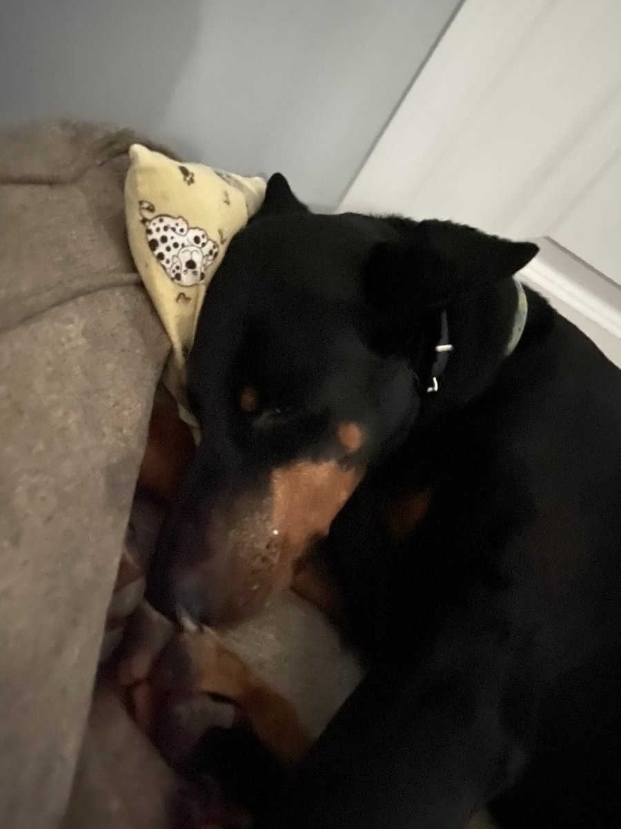 OranjePine 🇳🇱 tweet media