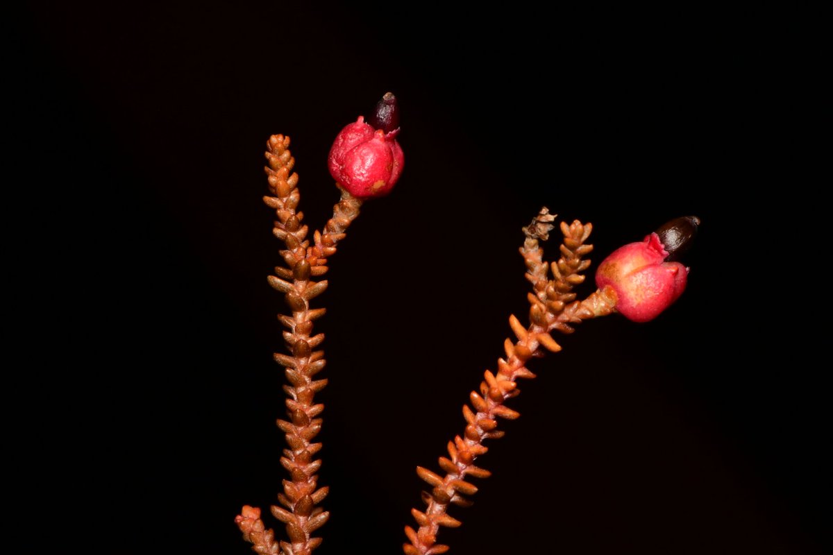 JoeySantore's tweet photo. Meet the world's tiniest conifer, Lepidothamnus laxifolius, growing here on the cold slopes of an active volcano on New Zealand's North Island. The family Podocarpaceae is thought to have diverged from its sister family, Araucariaceae in the Permian, 250 million years ago. https://t.co/R8LqmPsQly