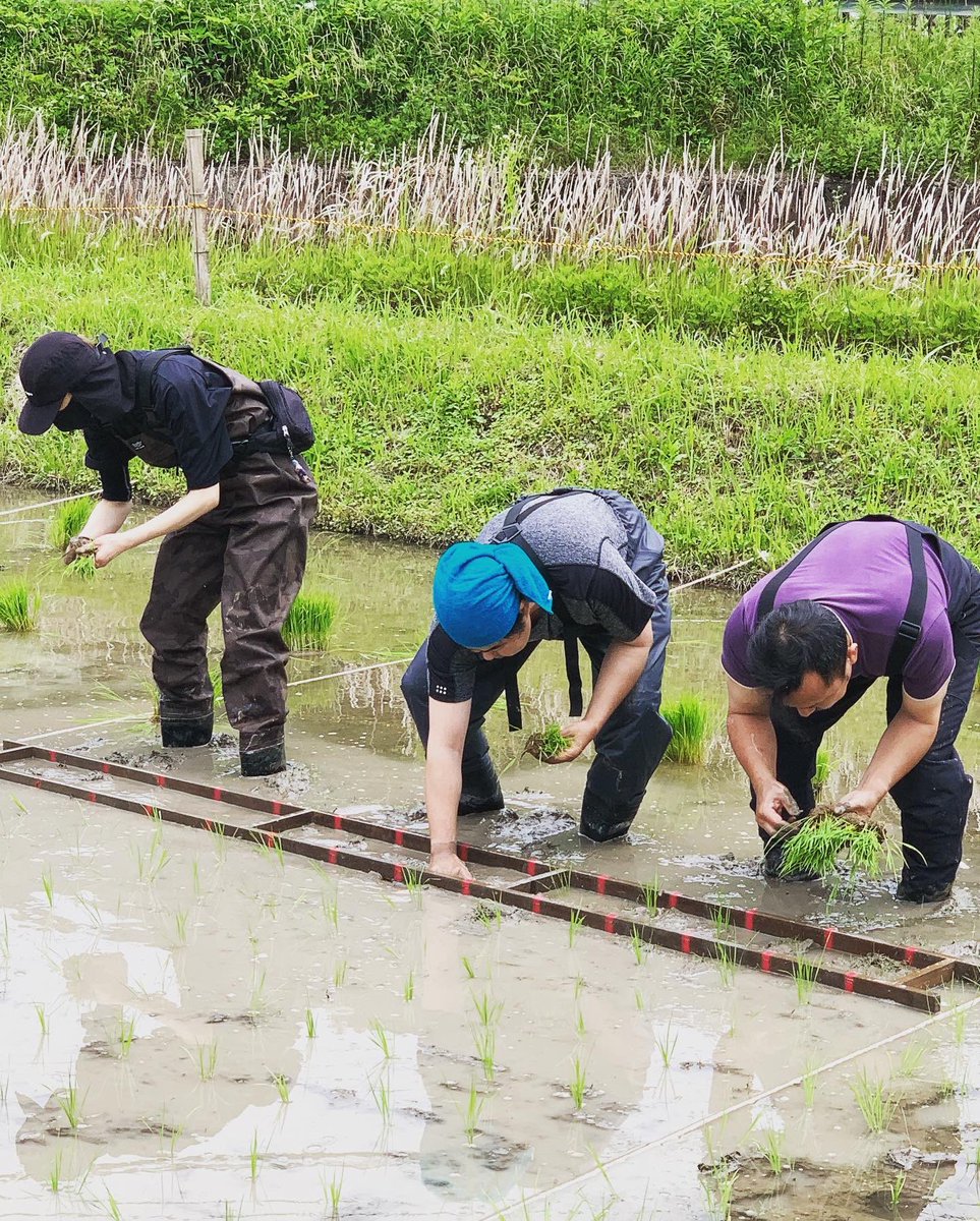 coco_sasayama's tweet image. 先日開催した稲の手植え体験はデプスの皆様に参加して頂きました！

ご参加ありがとうございました♫

#デプス #稲 #手植え #手植えで田植え #田植え