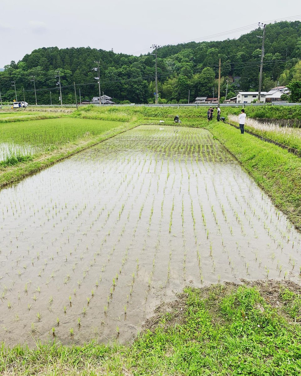 coco_sasayama's tweet image. 先日開催した稲の手植え体験はデプスの皆様に参加して頂きました！

ご参加ありがとうございました♫

#デプス #稲 #手植え #手植えで田植え #田植え