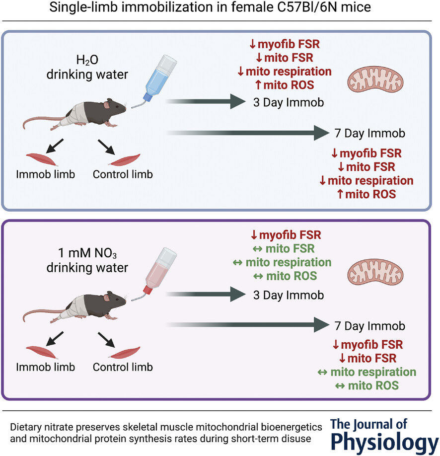 Graham P Holloway (@hollowaymitolab) on Twitter photo Great collaboration led by Heather Petrick as a co-supervised PhD student with Prof Luc van Loon Great collaboration led by Heather Petrick as a co-supervised PhD student with Prof Luc van Loon