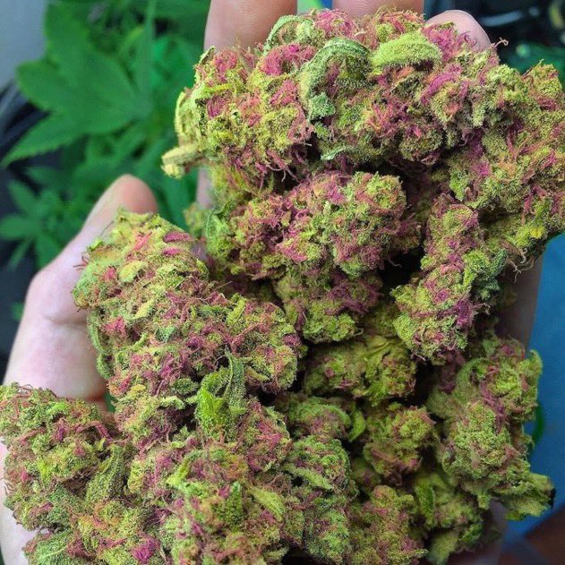 Fruit Loops 🍇🍓😍🔥

#StonerFam #Mmemberville #WeedLovers #CannabisCommunity