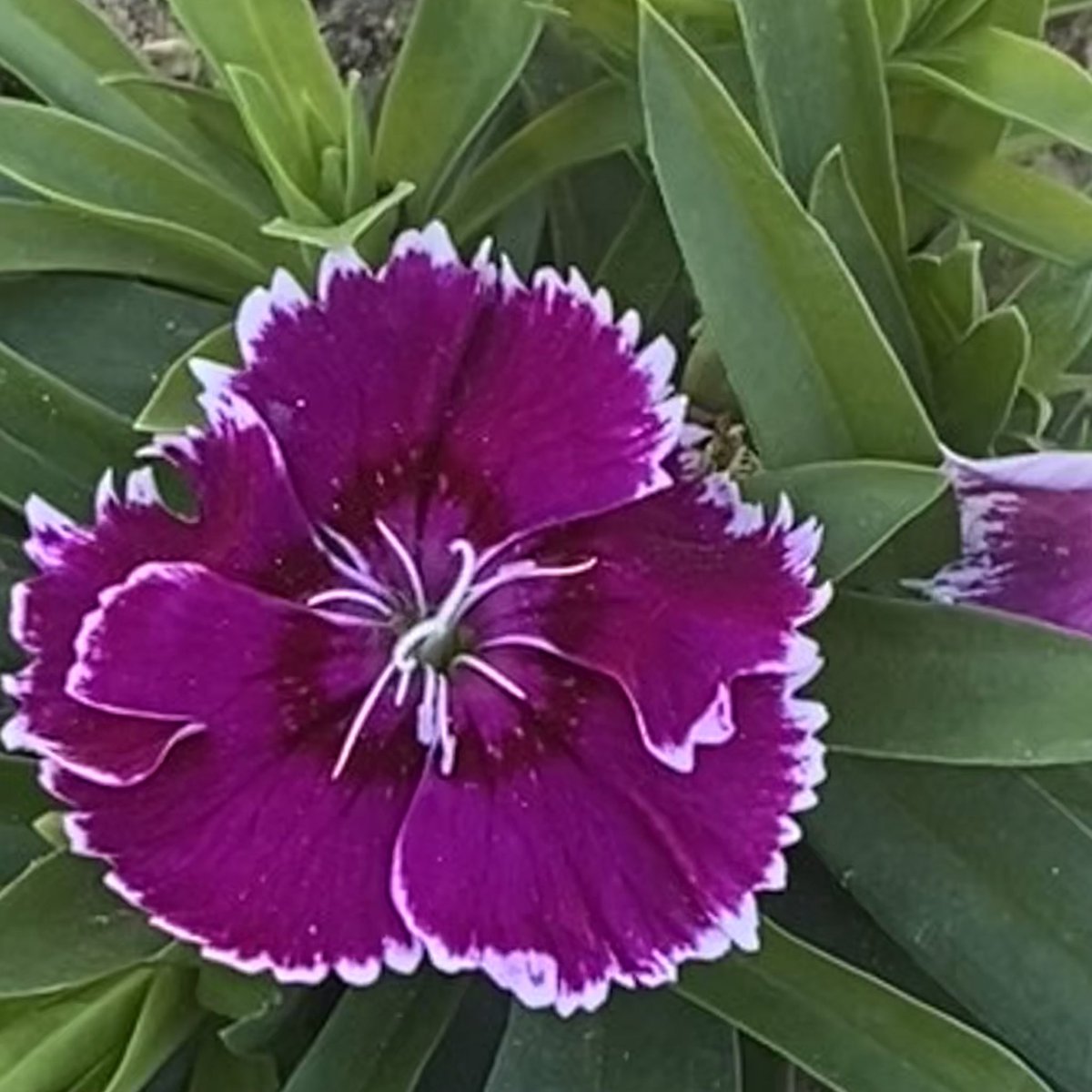 musiclis214's tweet photo. If I had a flower for every time I thought of you, I could walk in my garden forever.
   ~Alfred Lord Tennyson https://t.co/ytRr65sK3f