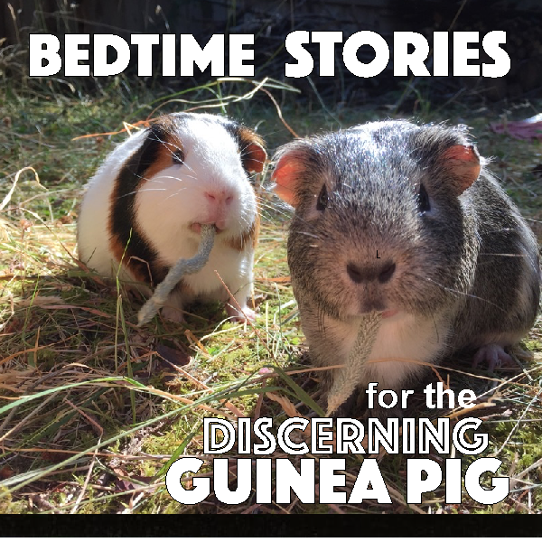 On most of our stories, you might hear some curious background sounds.  You guessed it!  They're our guinea pigs, and they know the stories just as well as you do!  Listen for their chuts and wheaks!  #storiesforkids #bedtime #podcast #guineapigs