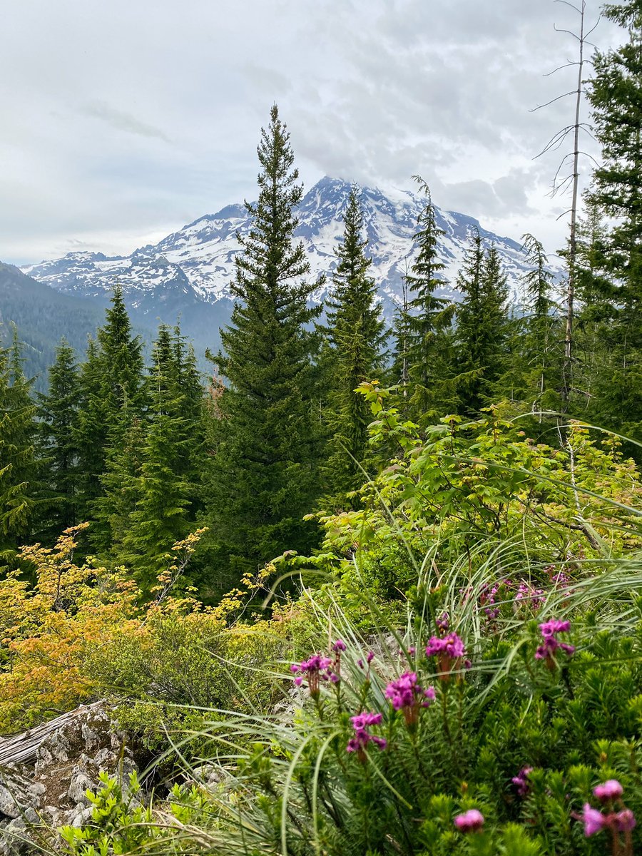 c_hahat's tweet photo. mount. rainier 💚 https://t.co/rcpZc09oFW