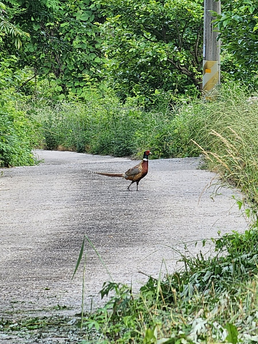 인적드문 산골
밭가에 간큰 장꿩