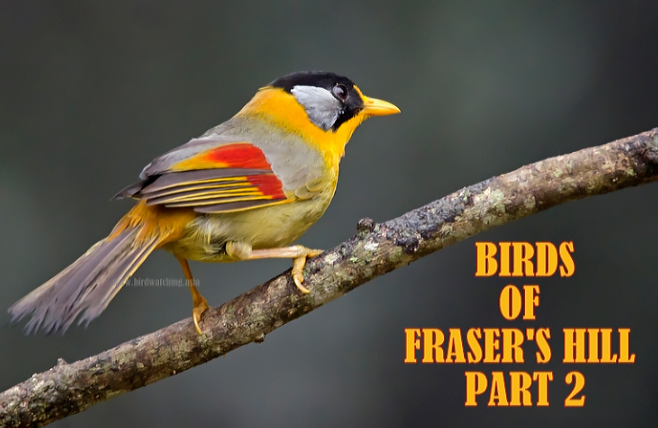 Birds of Fraser's Hill - Part 2: bit.ly/3NjzoJh #FrasersHill #Malaysia #BirdsOfTwitter #BirdsSeenin2023 #birds #birdwatching #pahang #malaysiabirdwatching #birdrace #malaysiatrulyasia