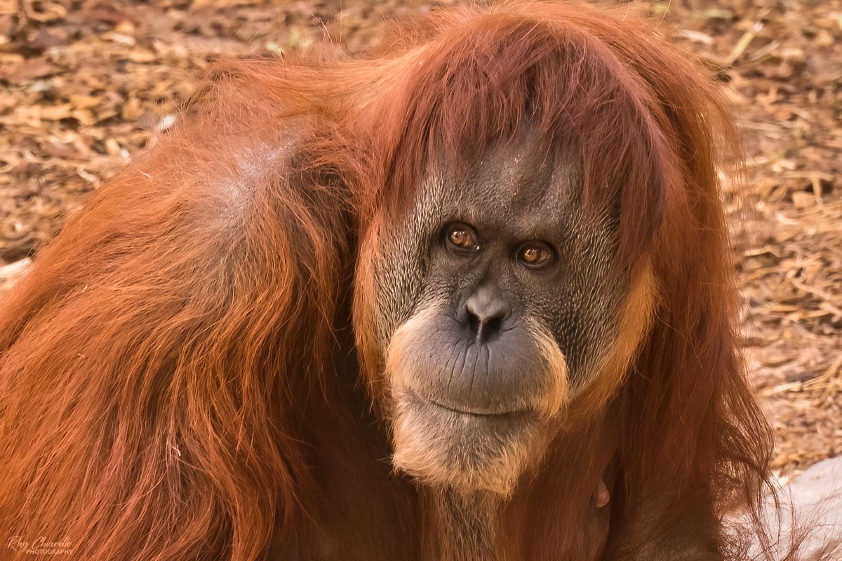 Portrait of Ibu the orangutan, at the El Paso Zoo. #Orangutan #Nature #ThePhotoHour #ElPasoZoo #Texas #SonyA7RIII #Tamron35_150mm