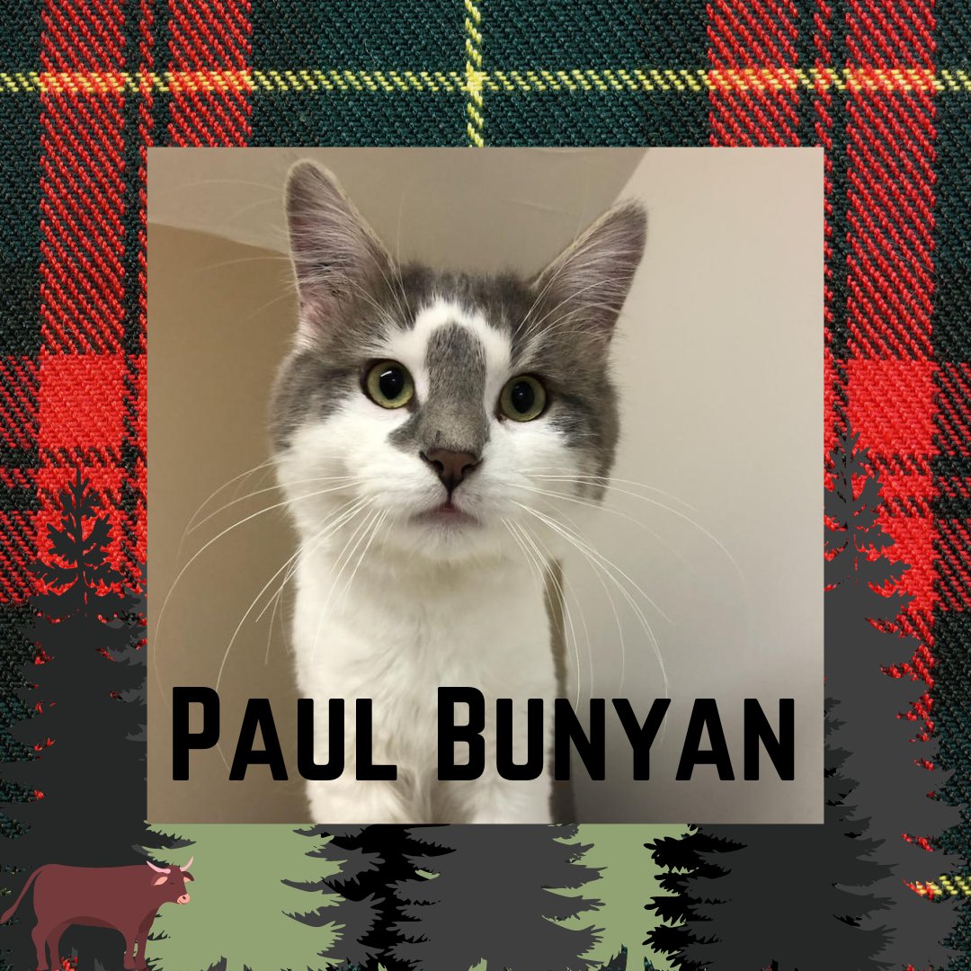 This Feature Friday, we would like to introduce the amazing Paul Bunyan!

Please contact the shelter at 204-888-2266 or via email info@darcysarc.ca for more information about Paul!