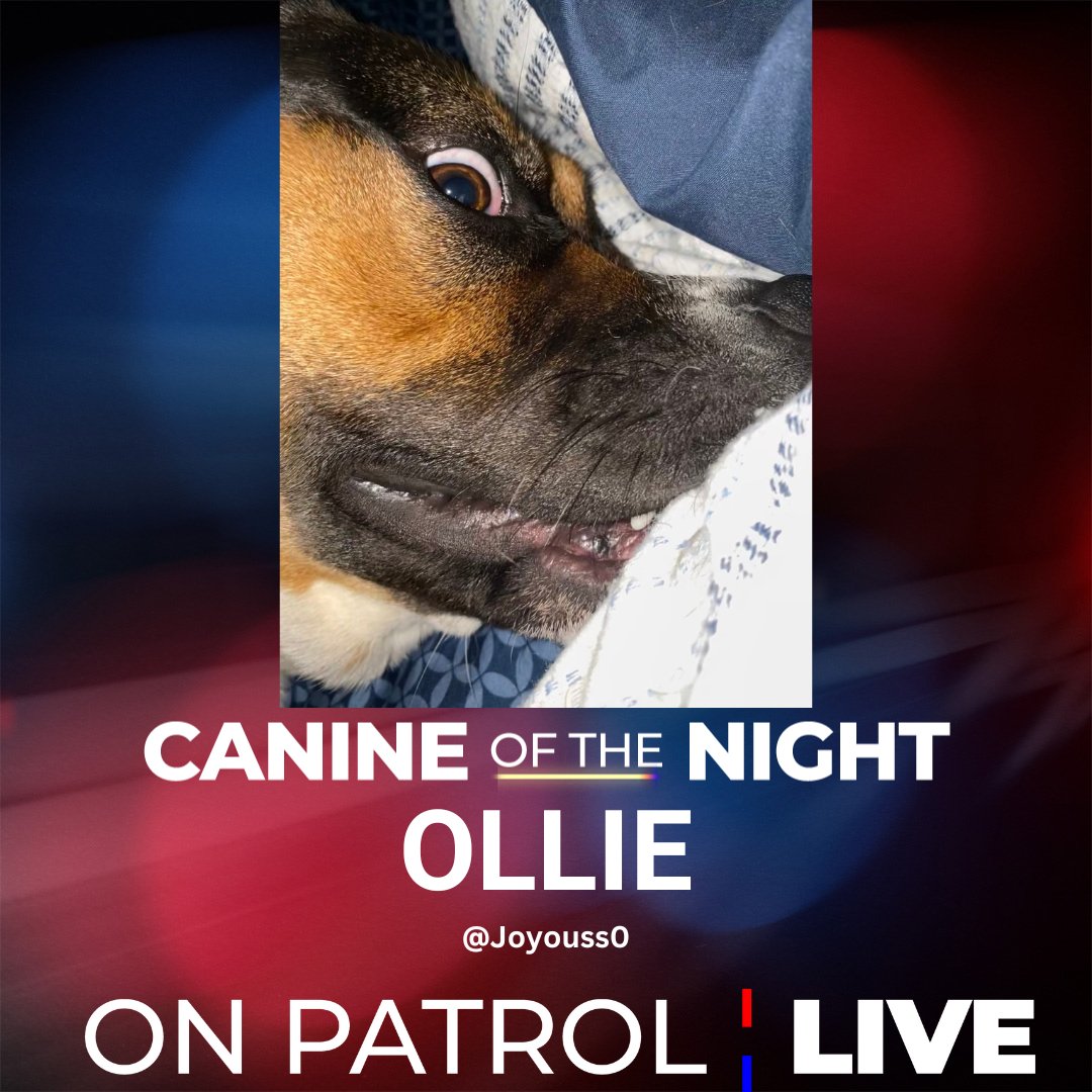 #OPNation, your #OPLive #CanineoftheNight is OLLIE. Congratulations @Joyouss0 #OnPatrolLive