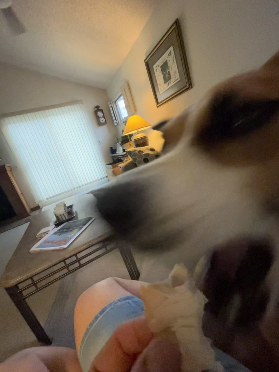 Mizz_DLK's tweet photo. @bunsenbernerbmd She steals everyone’s food https://t.co/ui6MLrEYm1