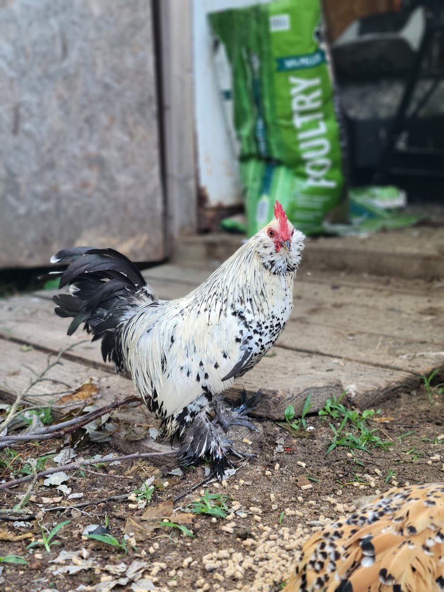 My beautiful Silver Belgian d'Uccle, Mannie.  He's a skittish little guy but very sweet.  I just love him!