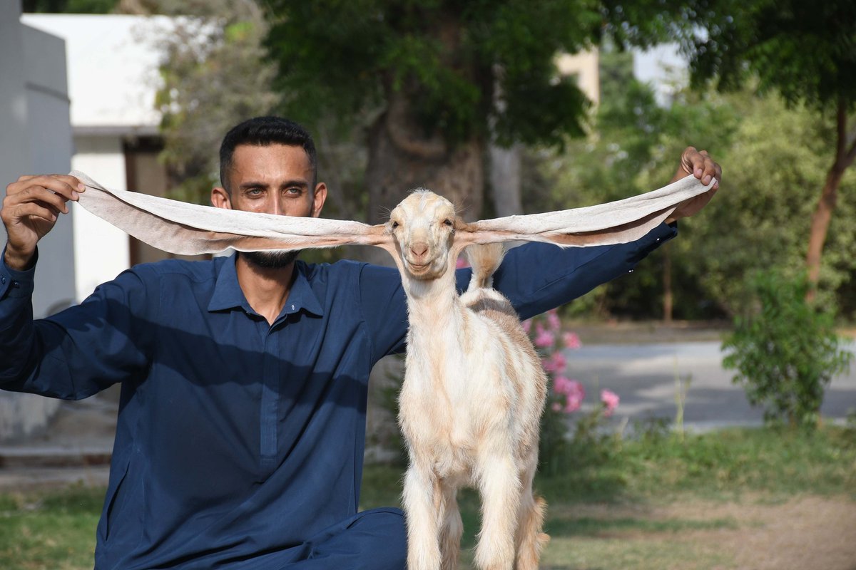 PDChina's tweet photo. Baby Simbi has all ears on you! The two-month-old goat in Karachi, Pakistan reportedly has the world’s longest ears measuring 55 cm. 
(Photo: Sabir Mazhar/VCG) https://t.co/i6tpXVRpOa