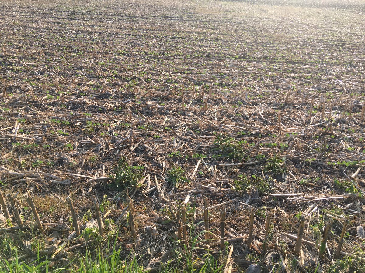 Nice to see soybean planted green into rye in Iowa