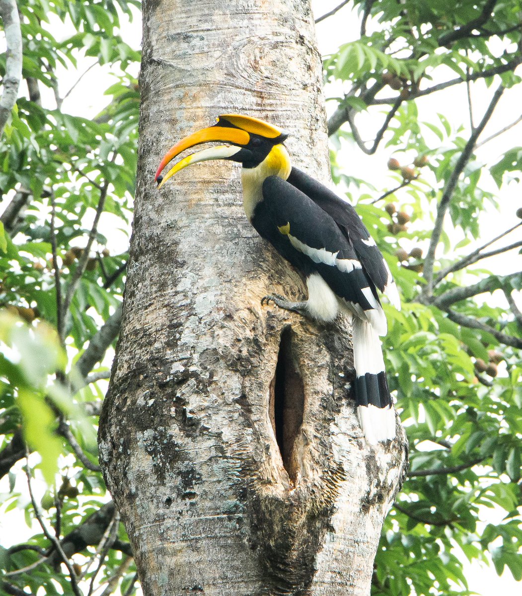 ParveenKaswan's tweet photo. Show me a more beautiful bird than this. Great Indian Hornbill. Male. https://t.co/DAKFBMsSav