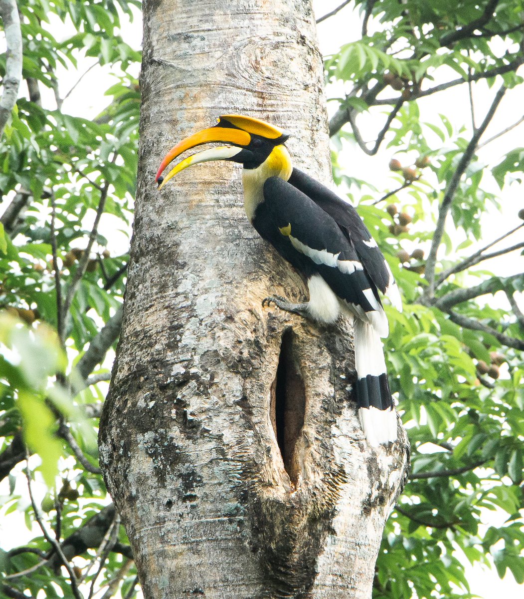 Show me a more beautiful bird than this. Great Indian Hornbill. Male.