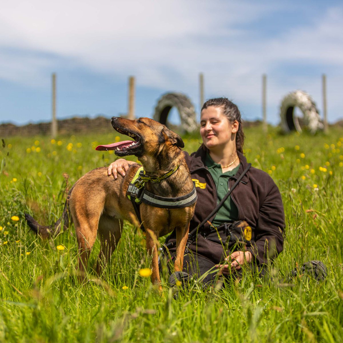 DT_MANCHESTER's tweet photo. This beautiful girl is Daisy! Our active, smart and gorgeous 2 Year old Malinois! She would be an amazing hiking buddy or adventure queen! Read more about her on our website 💛🙌

#MalinoisLife #MalinoisDog #AdoptDontShop #SecureField #DogsTrustManchester #RescueDog https://t.co/oQkqvYuu6Y
