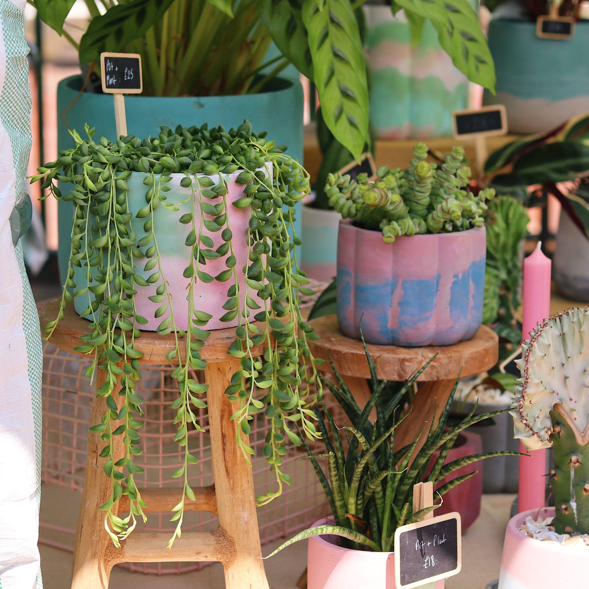pollenmarket's tweet photo. Tick some plants off your wish list at Pollen Market next weekend, we’ve got the biggest selection of botanicals in the city — so head on down to live your best plant parent life! 🪴

Pollen. Inner-City Flower Market.
Sunday 18th June
Grey to Green, S3 8LB
https://t.co/P25WshWFMB https://t.co/2ewsNrkvGS