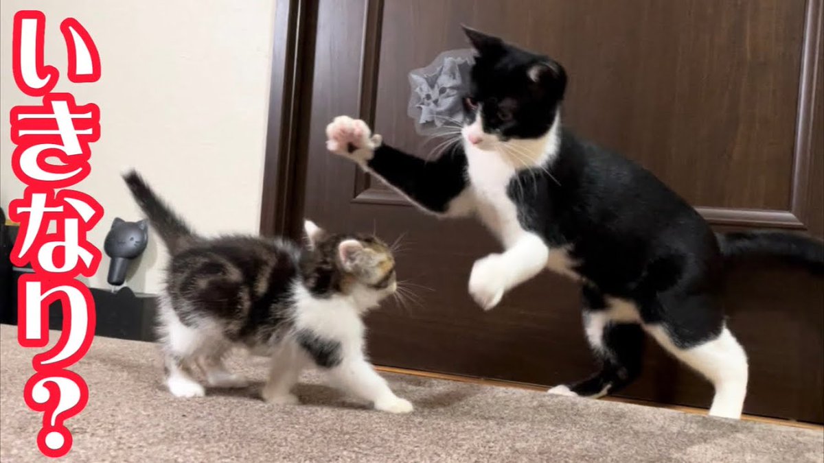 MeowMoeDotCom's tweet photo. 保護した子猫を先住猫に会わせてみたら超意外な反応でした。
https://t.co/Bjg2cu3ElO
#ネコ #Animals #AnimalsForKids #AnimalsVideo #Cat #Cute #Kitten https://t.co/mlMzih8kWG