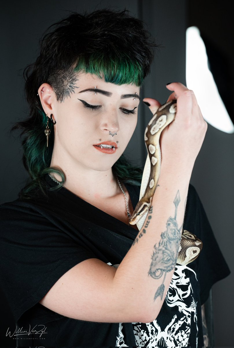 wvzphotos's tweet image. #ballpython #pythonregius
