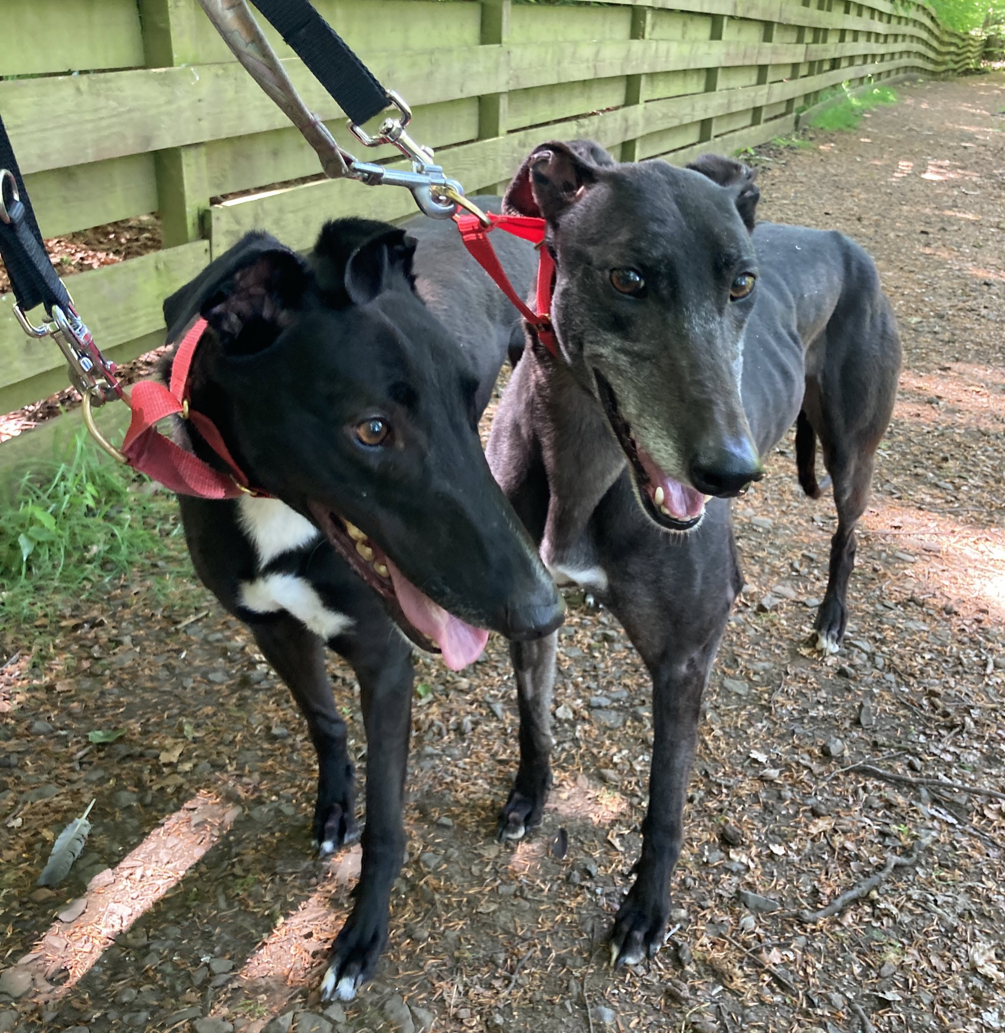 Greyhound Rescue Fife (GreyhoundRFife) / Twitter