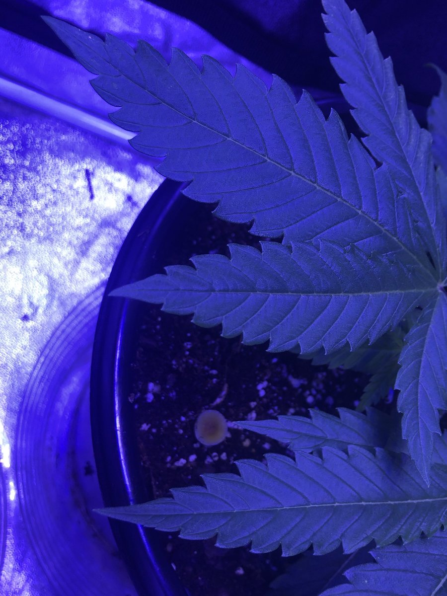 FullsendFungi's tweet photo. This is why you always use Fullsend super bags as your compost for all your plants! #amazing #CannabisCommunity #fullsendmode #naturesgifts #garden #learntogrow https://t.co/QinKa63t4r