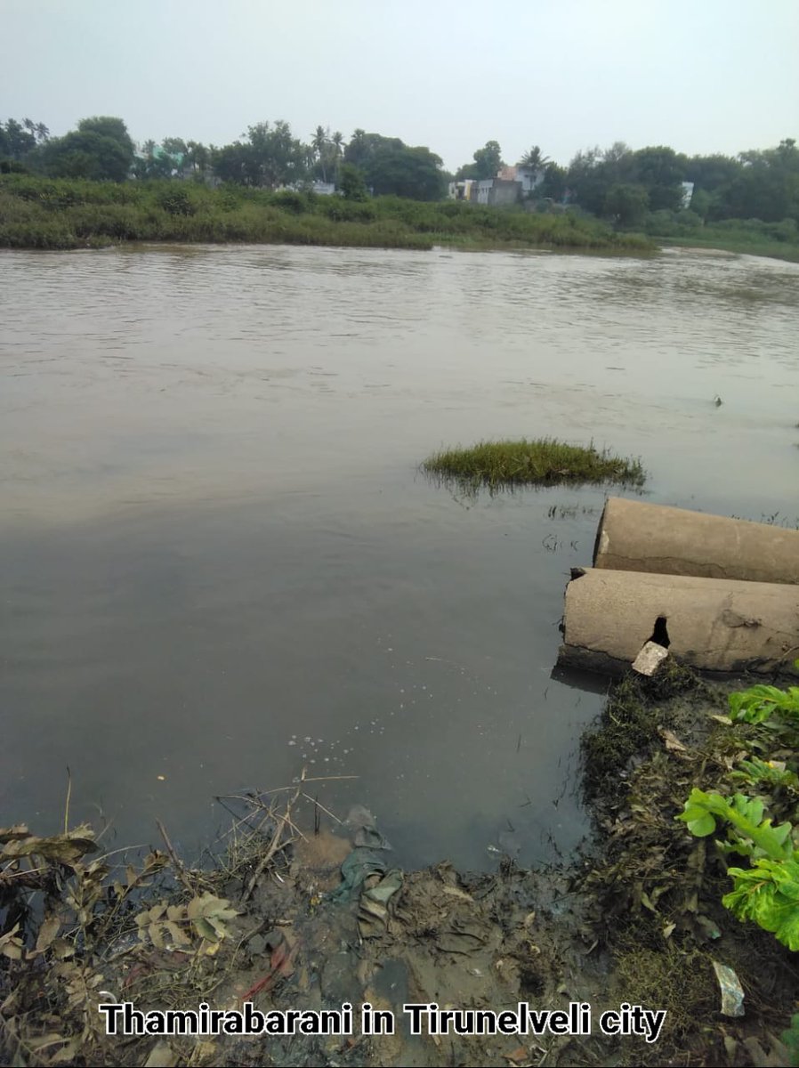thinak_'s tweet image. #SaveThamirabarani
1. Thamirabarani in Papanasam, foothills of the Western Ghats
2. Thamirabarani in Tirunelveli city limit