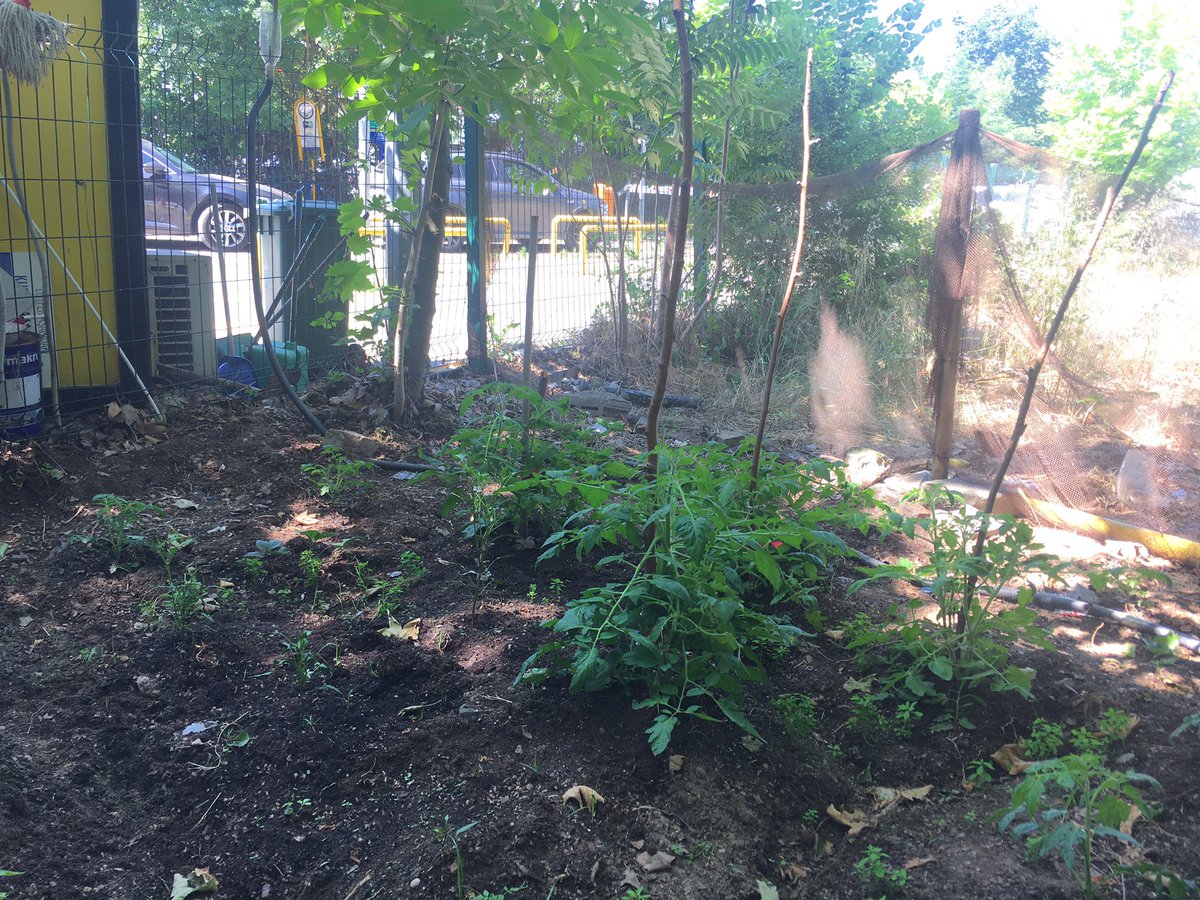 Mesai arkadaşlarımın iş yerinde domates biber bahçesinin sulama sistemi klimadan akan su ile bahçe sulanıyor. #su #DamlamaSulama #yeşilmutabak #enerjiverimliliği