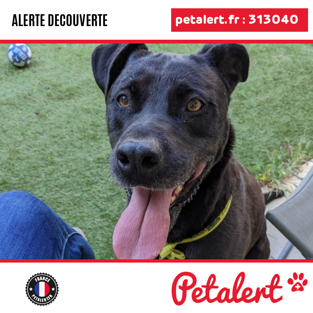 Trouvé #Chien #Herault #VilleneuveLesMaguelone #Petalert  #PetAlert34 / p3t.co/fArmA