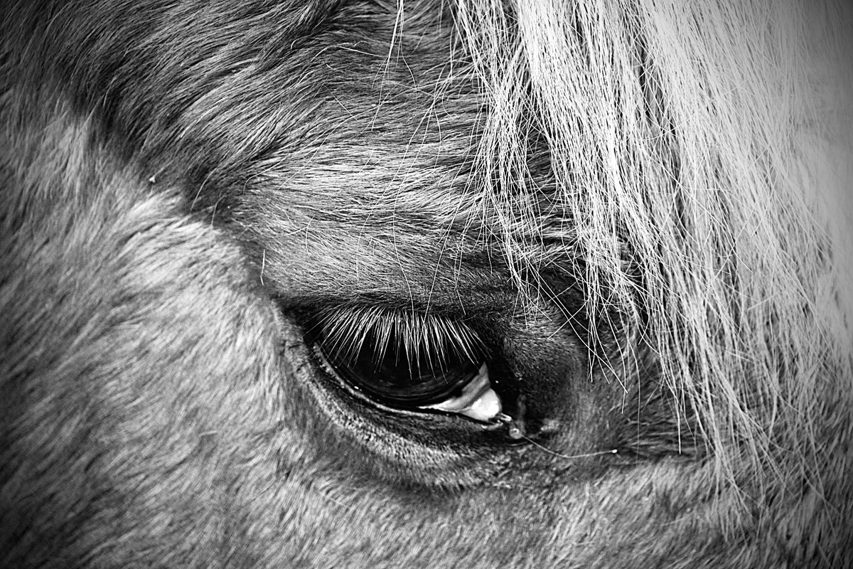 LucyFulker's tweet photo. @Lightroom New Forest 🌳 
Uk 🇬🇧 
#horse #birds #deer #stag #donkey #nature #photography #nature #animals #naturephotograpy https://t.co/Ldi6f5yugX