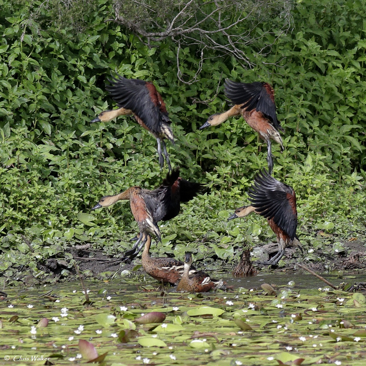 Four  Wandering whistling ducks dropping in at Minnippi Parklands lagoon in  Brisbane recently. These ducks are well named since they wander  and they make a whistling call. You can find sound recordings here: ebird.org/species/wawduc1 

#whistlingducks #birdsinflight #Queensland