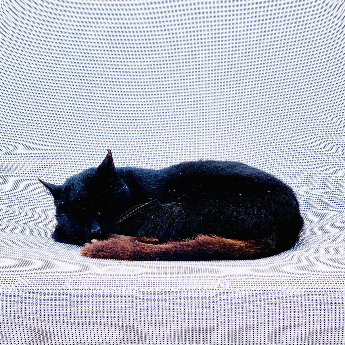 akraschi's tweet photo. Schönen Samstag gibts nur mit Katzen 🐈
#FotoVorschlag #365Projekt #52Projekt https://t.co/YsnyHVltCI