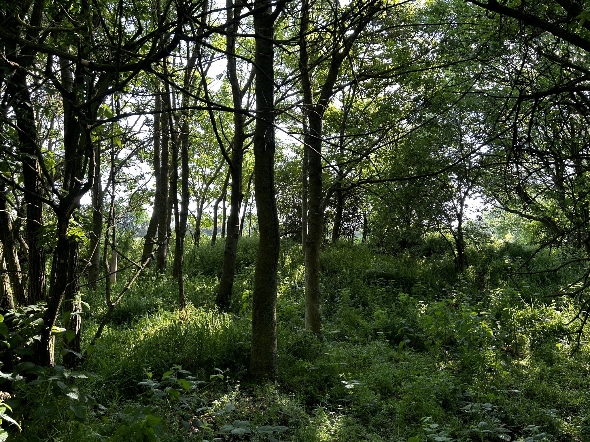 The site of Brass Pit in 2023. There is significant more undergrowth than the other pits nearby. 