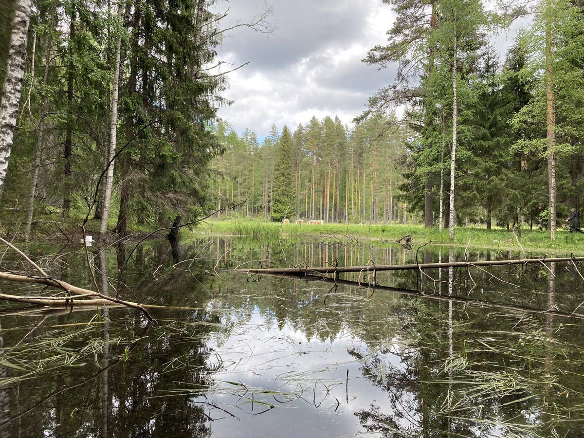 Davranche Aurélie (@audavranche) on Twitter photo The POOL project and nature-society interactions: about 200 years ago, #seasonalwetlands were integrated in #pastoral systems in the Finnish forests. Mustajärven torppa is a remaining of it in Evo <a href="/Luontopalvelut/">Luontopalvelut</a> <a href="/KoneenSaatio/">Koneen Säätiö</a> <a href="/CelineArzel/">Céline Arzel</a> <a href="/ForestSciences/">Metsätieteiden osasto</a> <a href="/LammiStation/">LBS</a> The POOL project and nature-society interactions: about 200 years ago, #seasonalwetlands were integrated in #pastoral systems in the Finnish forests. Mustajärven torppa is a remaining of it in Evo <a href="/Luontopalvelut/">Luontopalvelut</a> <a href="/KoneenSaatio/">Koneen Säätiö</a> <a href="/CelineArzel/">Céline Arzel</a> <a href="/ForestSciences/">Metsätieteiden osasto</a> <a href="/LammiStation/">LBS</a>