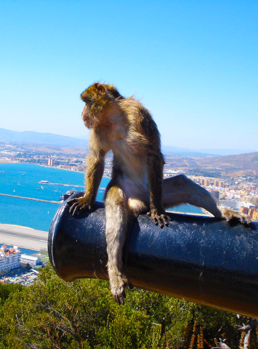 Happy Saturday!📷 Have a beautiful day! Gibraltar Weather 10 June 2023 Sunrise 07:03📷/ Sunset 21:37📷 Sunny 18°/24° Humidity 64% See the weather for the next few days whatsoningibraltar.com/weather #gibraltar #gib #gibraltarweather #visitgibraltar #whatsoningibralt