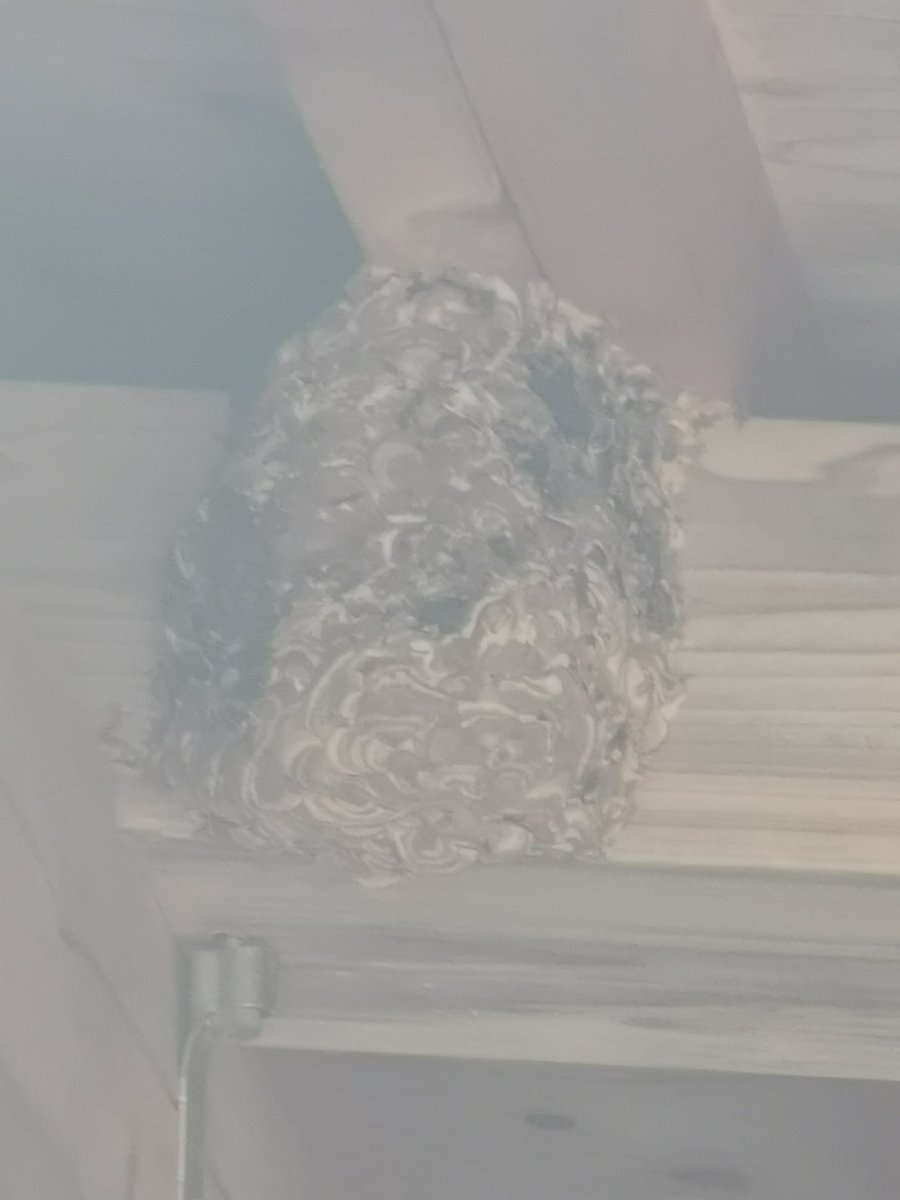 gajexaaaa's tweet image. カメラのズーム5倍にすると白く濁るんやけど壊れたかな
ペリスコでスズメバチの巣を観察しようとしたらこうなった
5倍未満だと普通の色
#p30pro