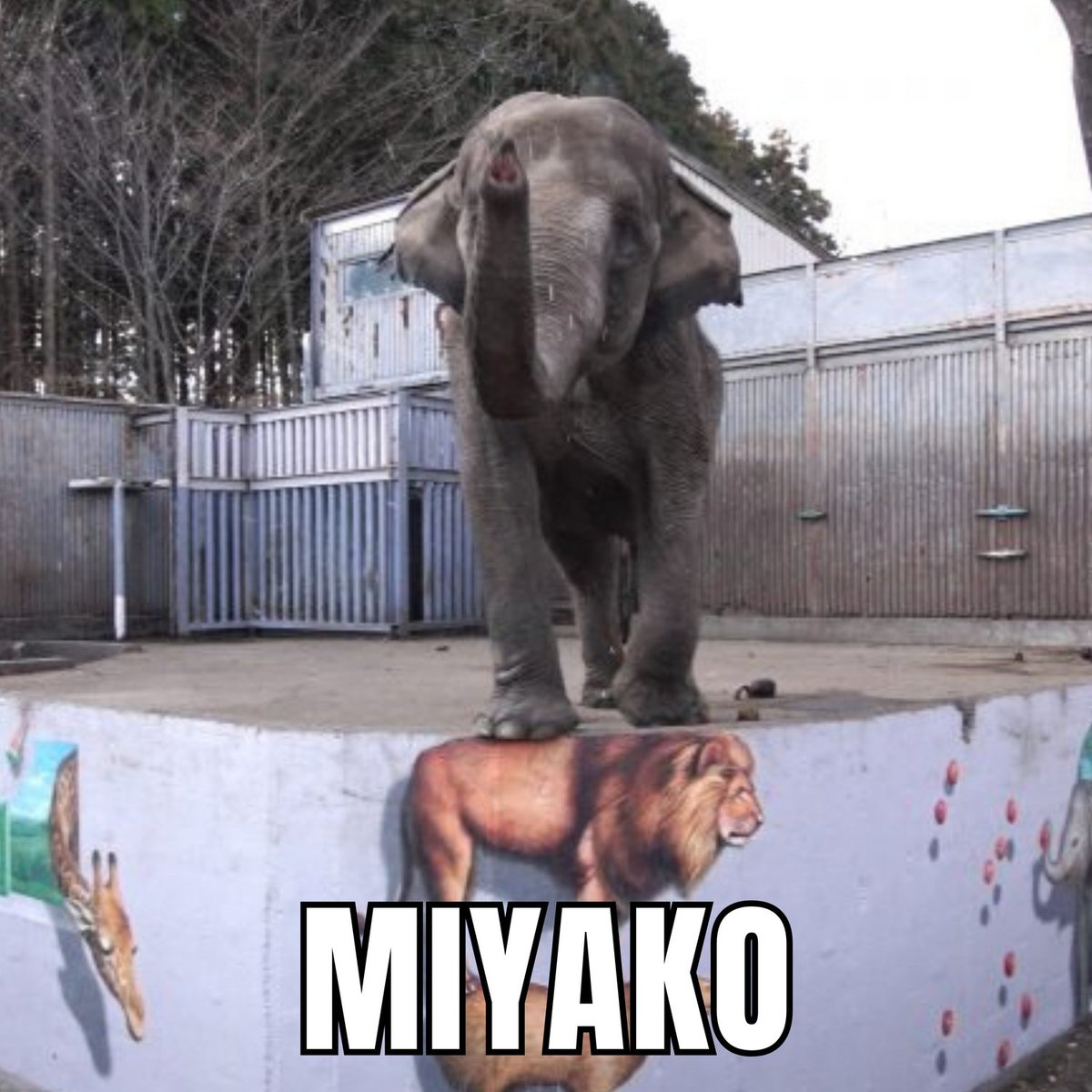 Miyako is a solitary female Asian elephant who has been living alone at the Utsunomiya Zoo in Japan since Dec 12, 1973. She was captured from Thailand when she was six months old and has never had a companion of her own species at the zoo.

🐘wikianimal.org/en/index.php/M…
