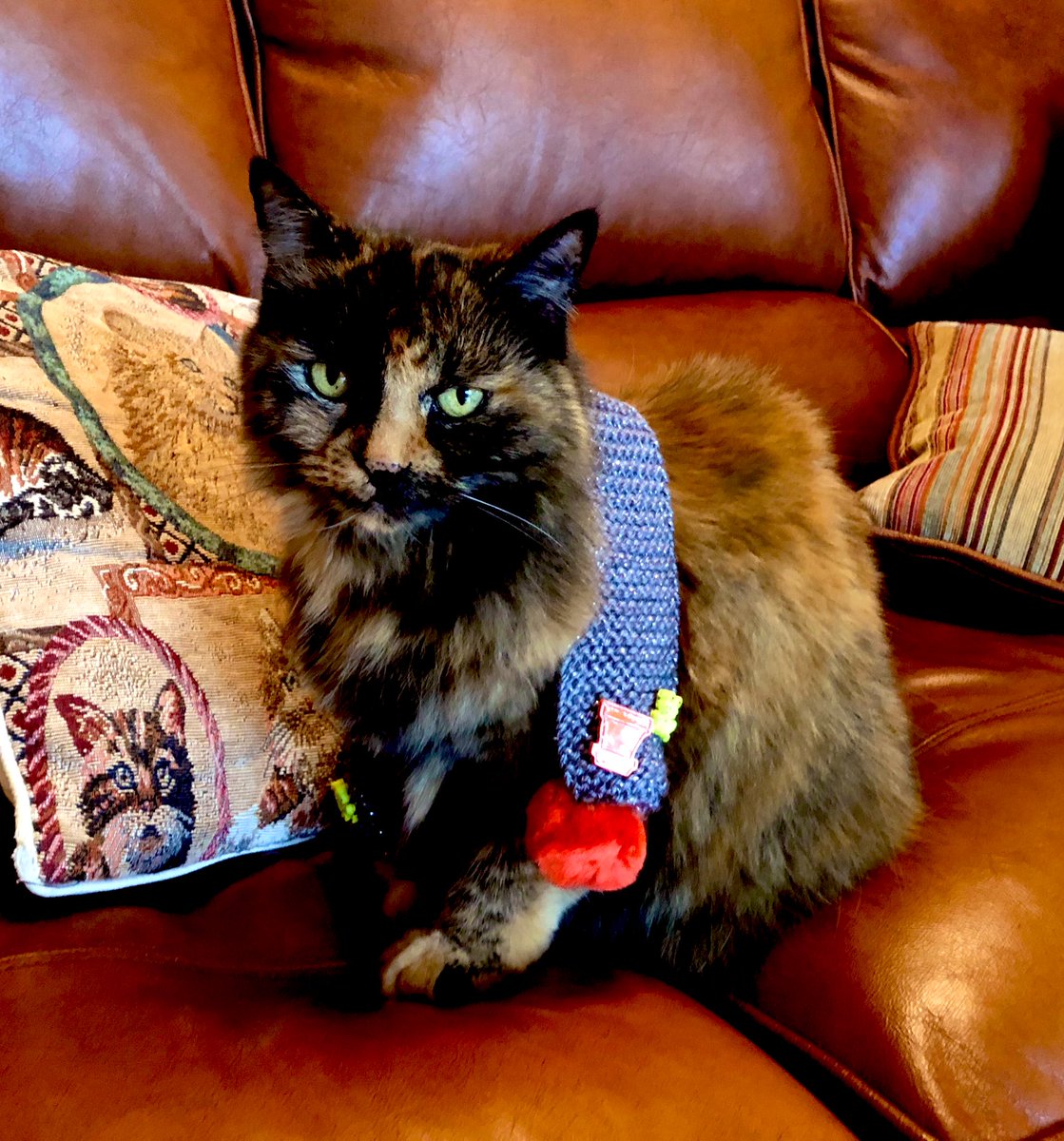 NTortie's tweet photo. For @frisky9 🌈🧡 #showyourscarfsaturday #scarvesforfrisky #Caturday #SuperSeniorCatsClub
#CatsOfTwitter 
🐾🖤🤎🧡🐾😽 https://t.co/wNKEaDbdma